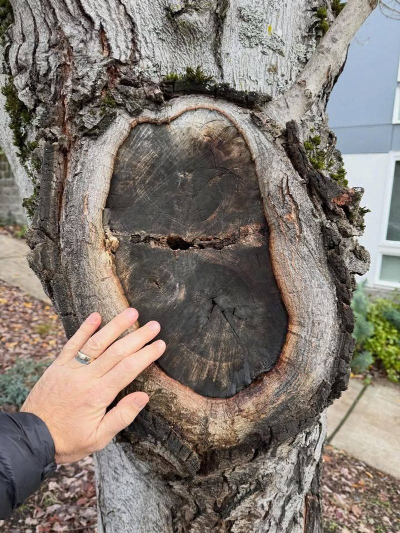 Why Dark Patches Are Suddenly Showing Up On Tree Trunks