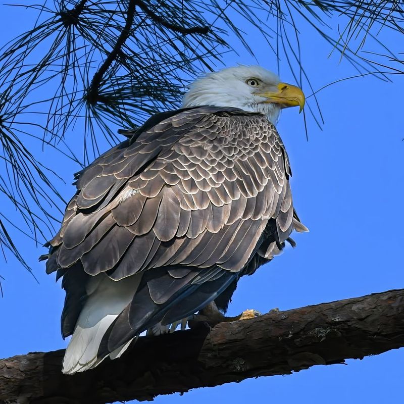 Bald Eagle