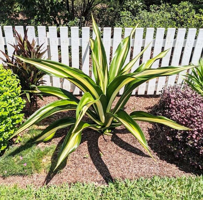 Furcraea Foetida 'Mediopicta' (Variegated False Agave)