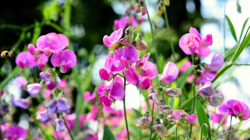 Sweet Peas