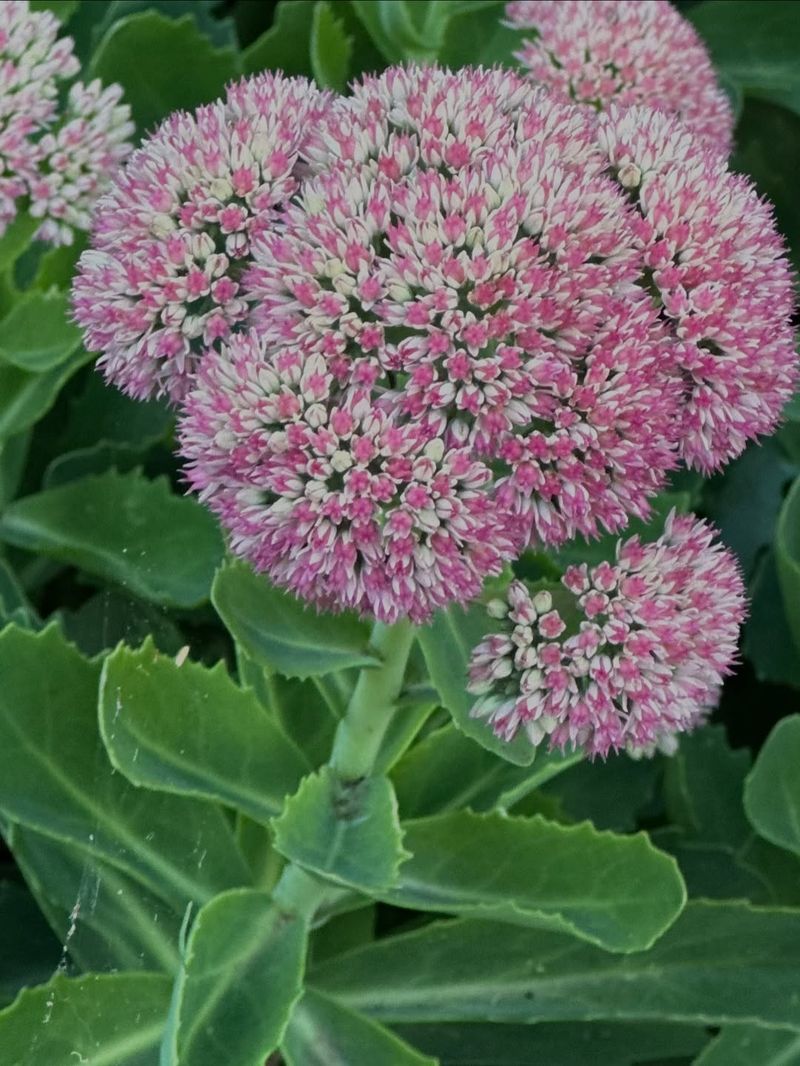 Sedum (Stonecrop)