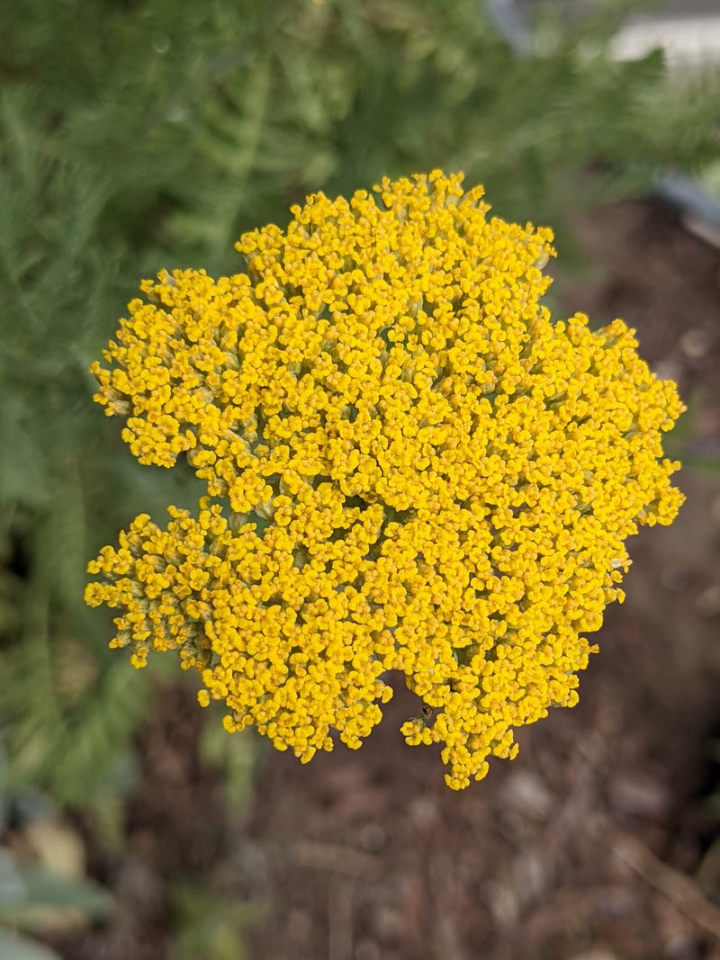 Yarrow