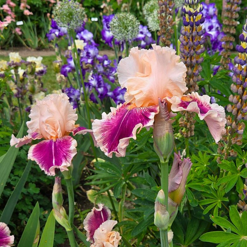 Irises For Elegant, Spring Structure