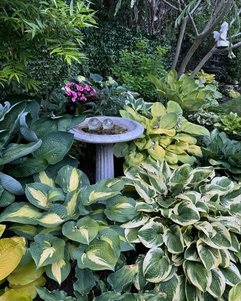 Hostas