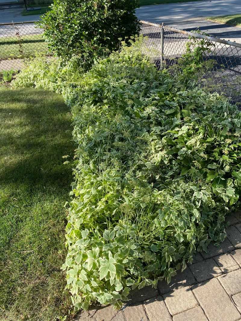 Bishop's Weed Spreading Beyond Control