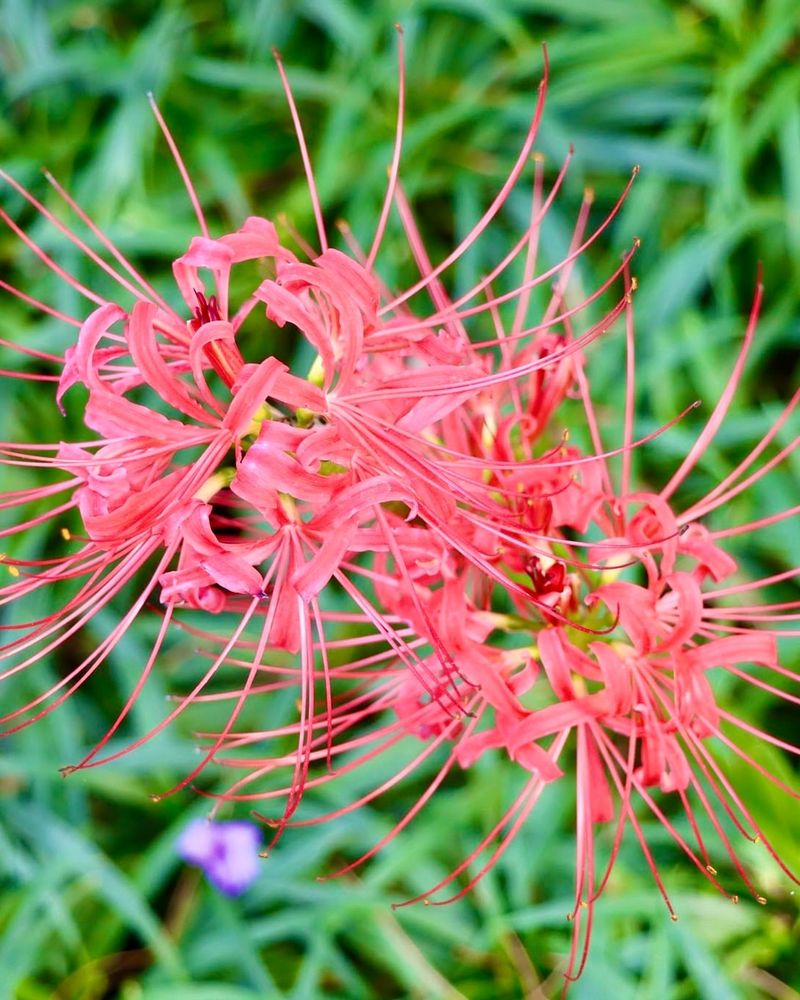 Spider Lily