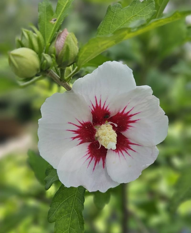 Rose of Sharon
