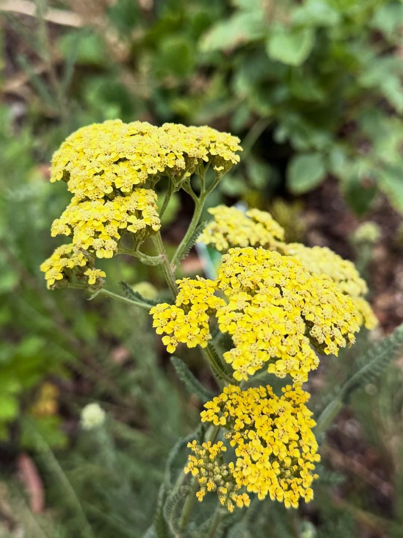 Yarrow