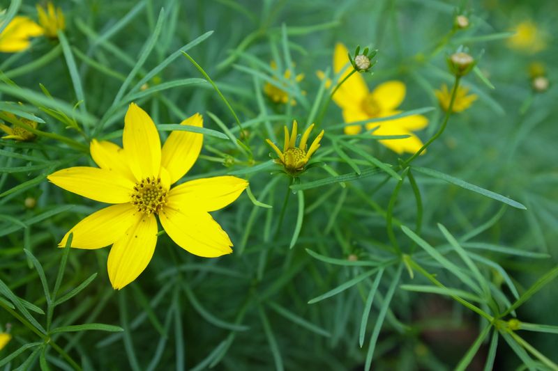 Threadleaf Coreopsis