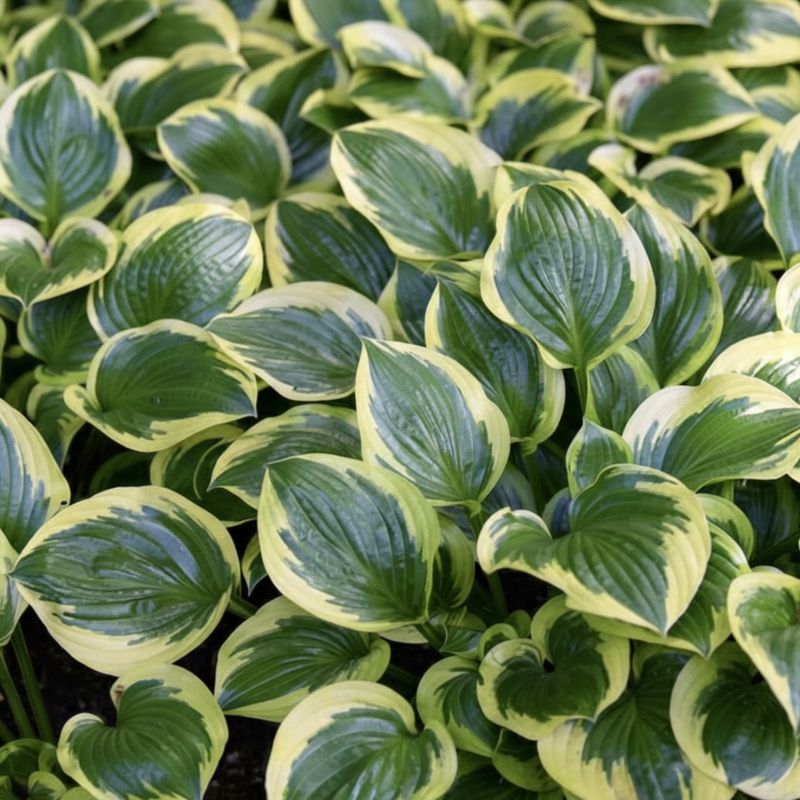 Hostas
