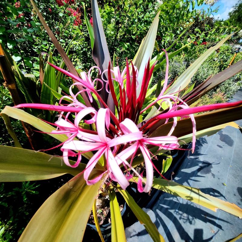 Crinum Lily