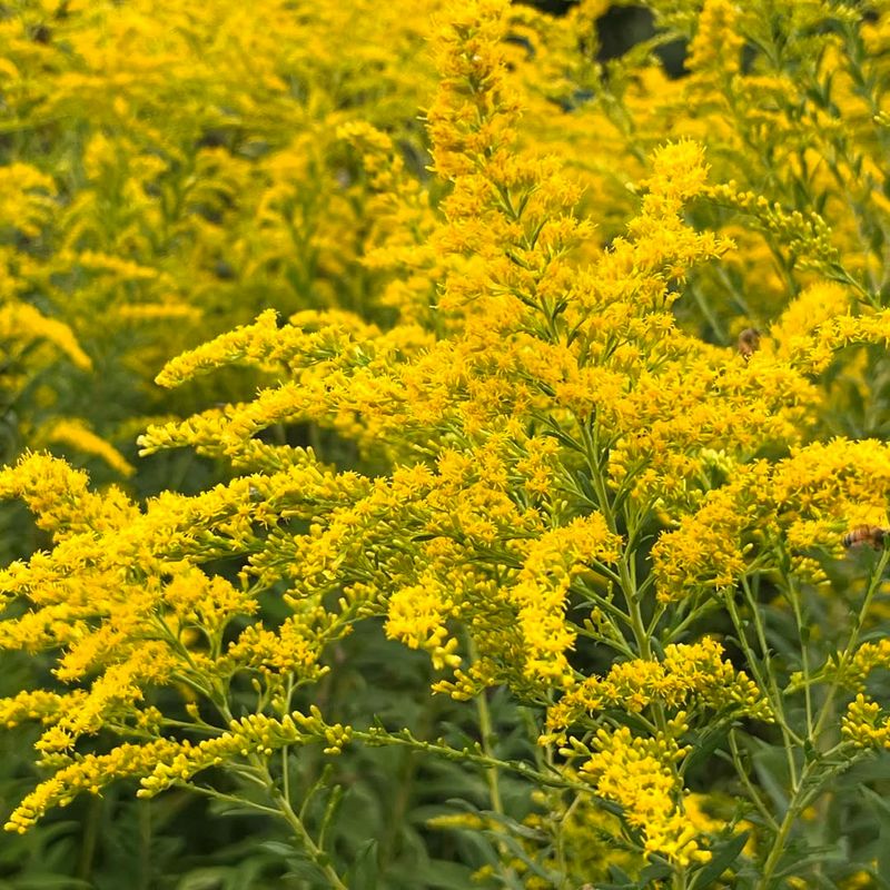 Goldenrod (Solidago Rugosa & Garden Varieties)
