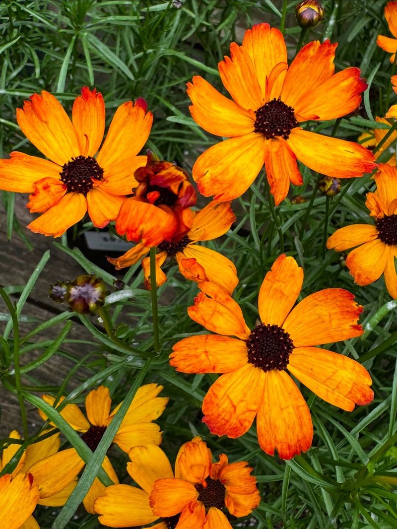 Coreopsis (Tickseed)