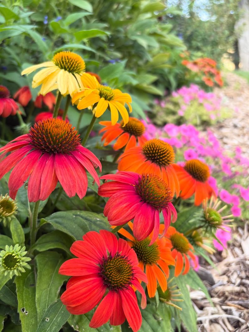 Coneflower