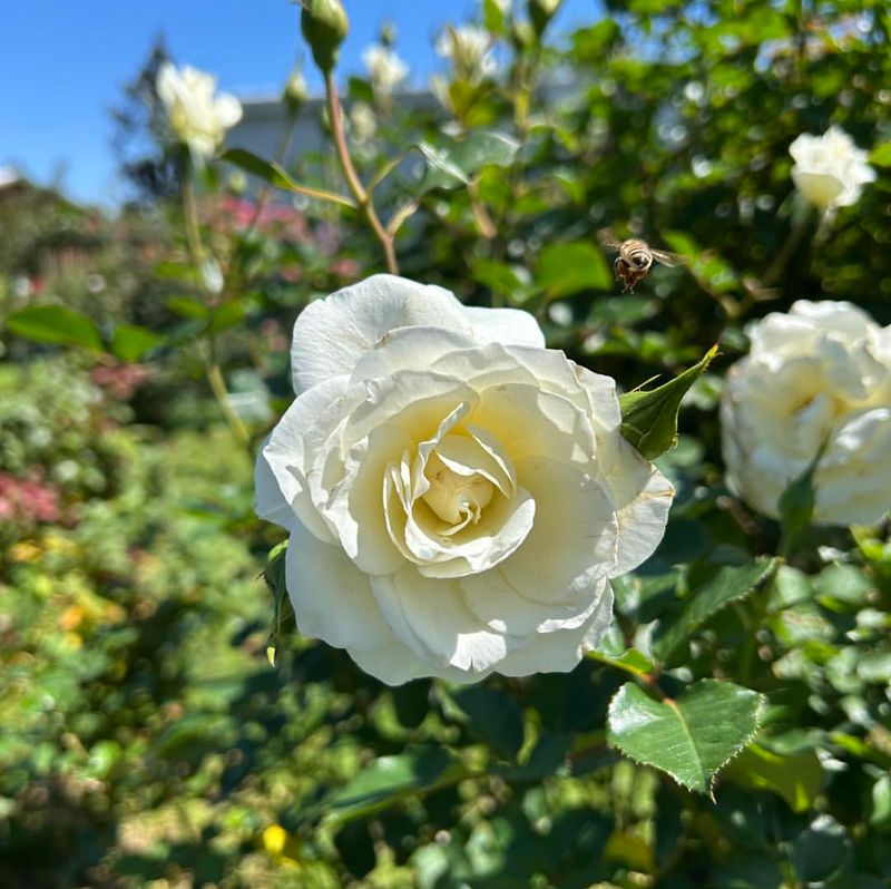 Managing Airflow Between Plants