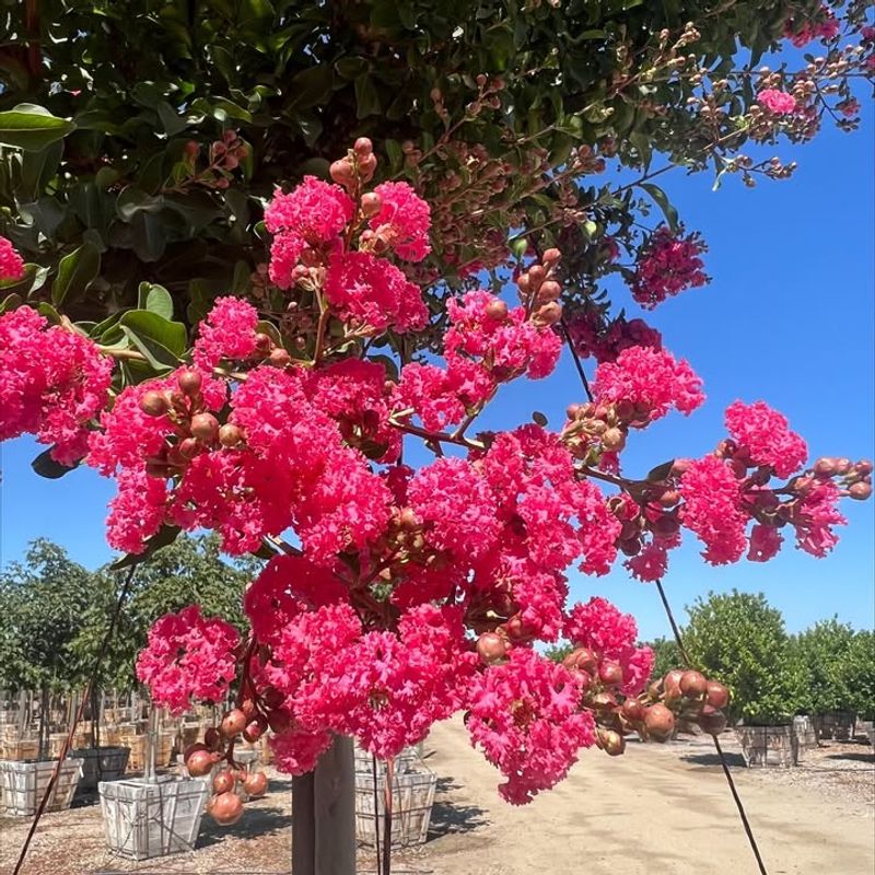Crape Myrtle (Lagerstroemia Indica)