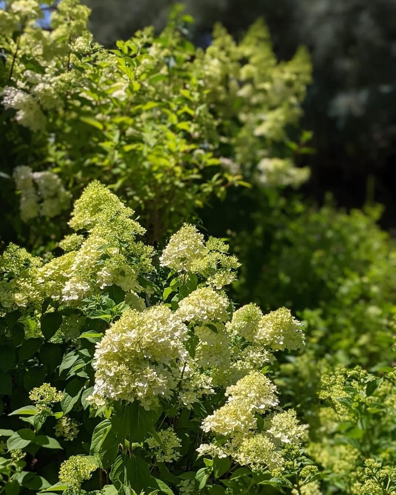 Panicle And Smooth Hydrangeas (Hydrangea paniculata, Hydrangea arborescens)