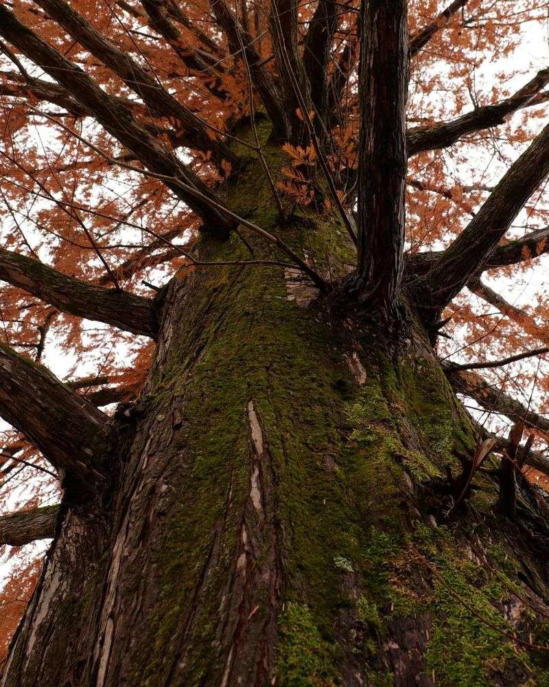 Understanding The Difference Between Deciduous And Coniferous Trees