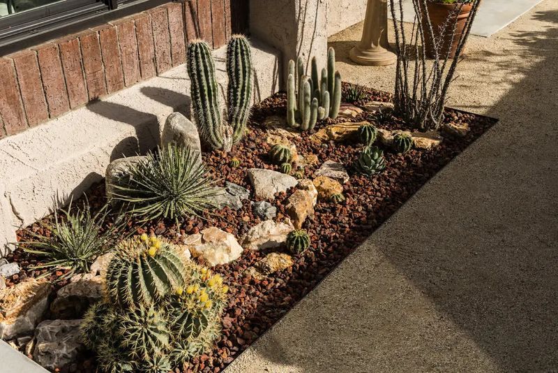 Drought-Tolerant Succulents And Cacti Gardens