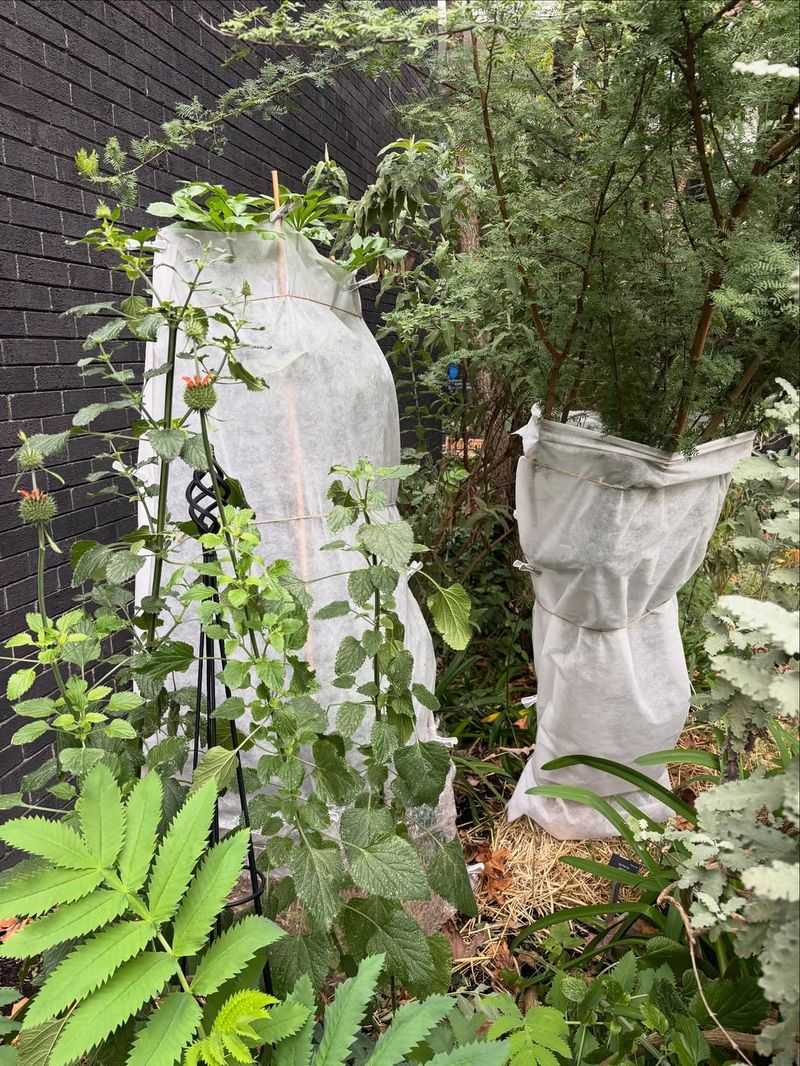 Trendy Tropical Plants That Cannot Survive Winter