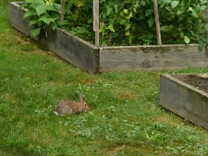 Rabbits And Garden Browsing Behavior
