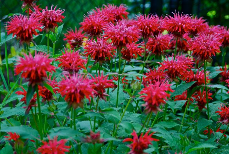 Choose Deer-Resistant Native Plants For Virginia