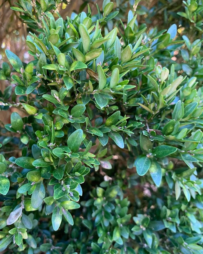 Boxwood (Buxus)