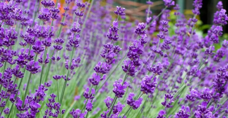lavender plant