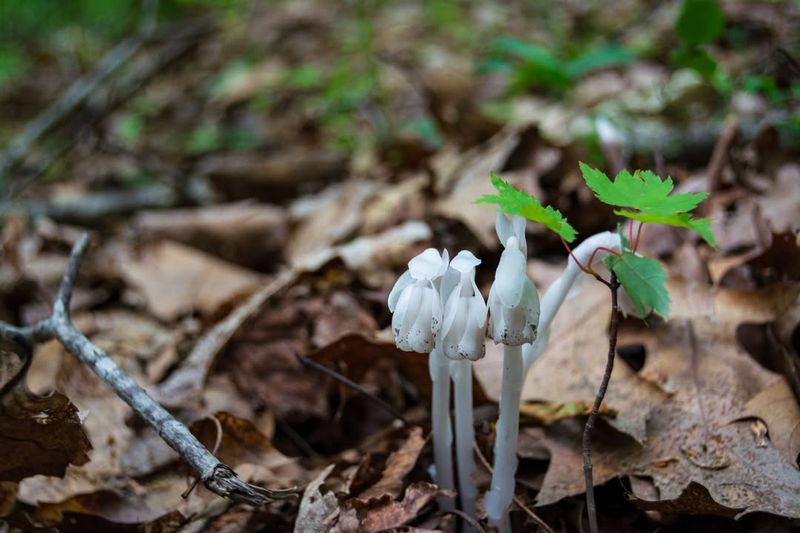 Warmer Winters Allow Fungal Systems To Remain Active Longer