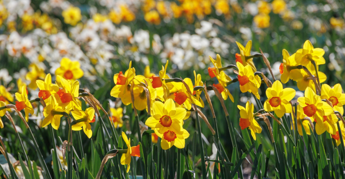 Deer Wont Touch These 9 Winter Plants That Survive Virginia Gardens