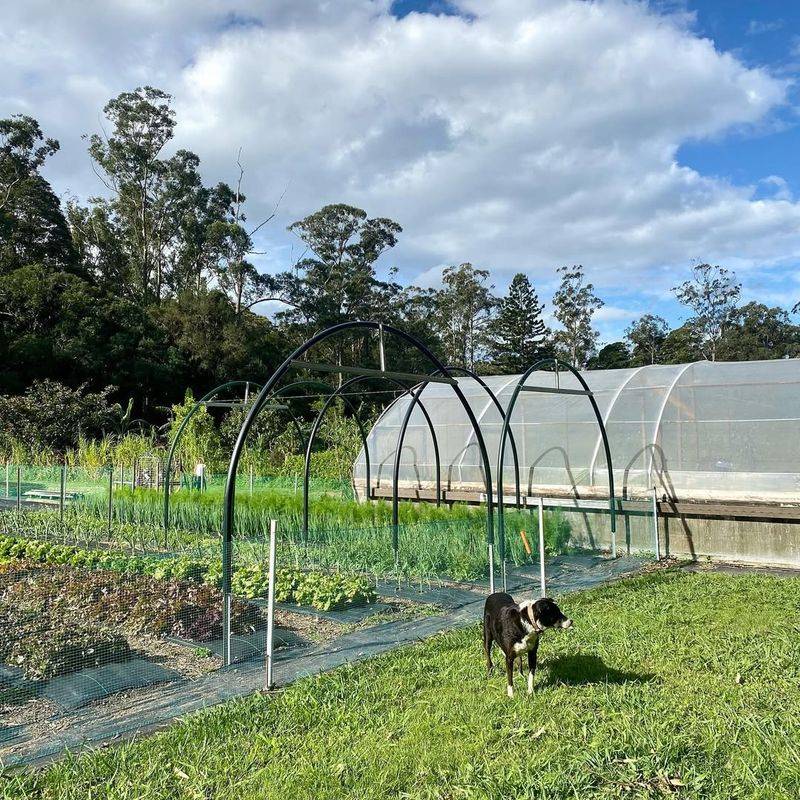 Wind Protection For Delicate Plants
