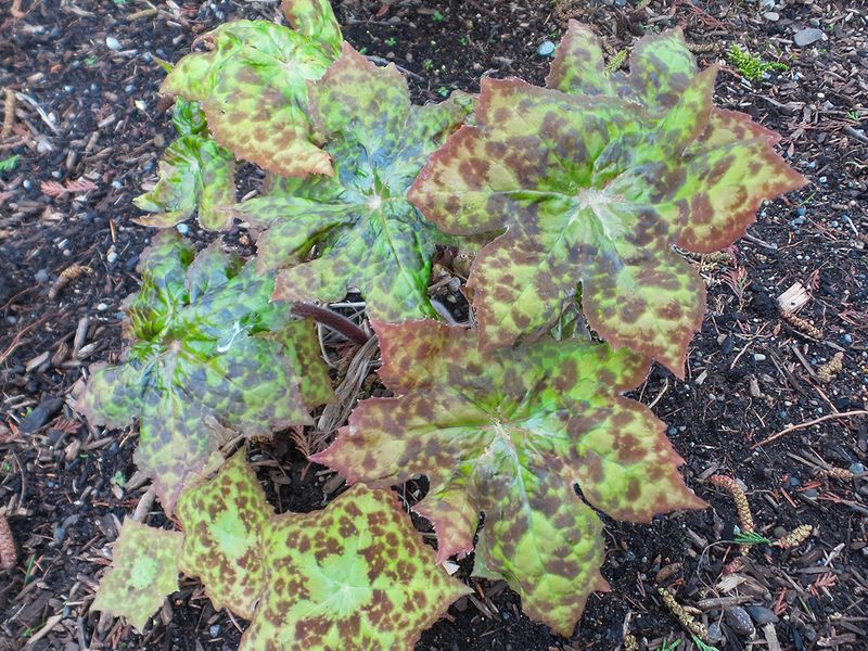 Podophyllum 'Spotty Dotty' (Mayapple Hybrid)