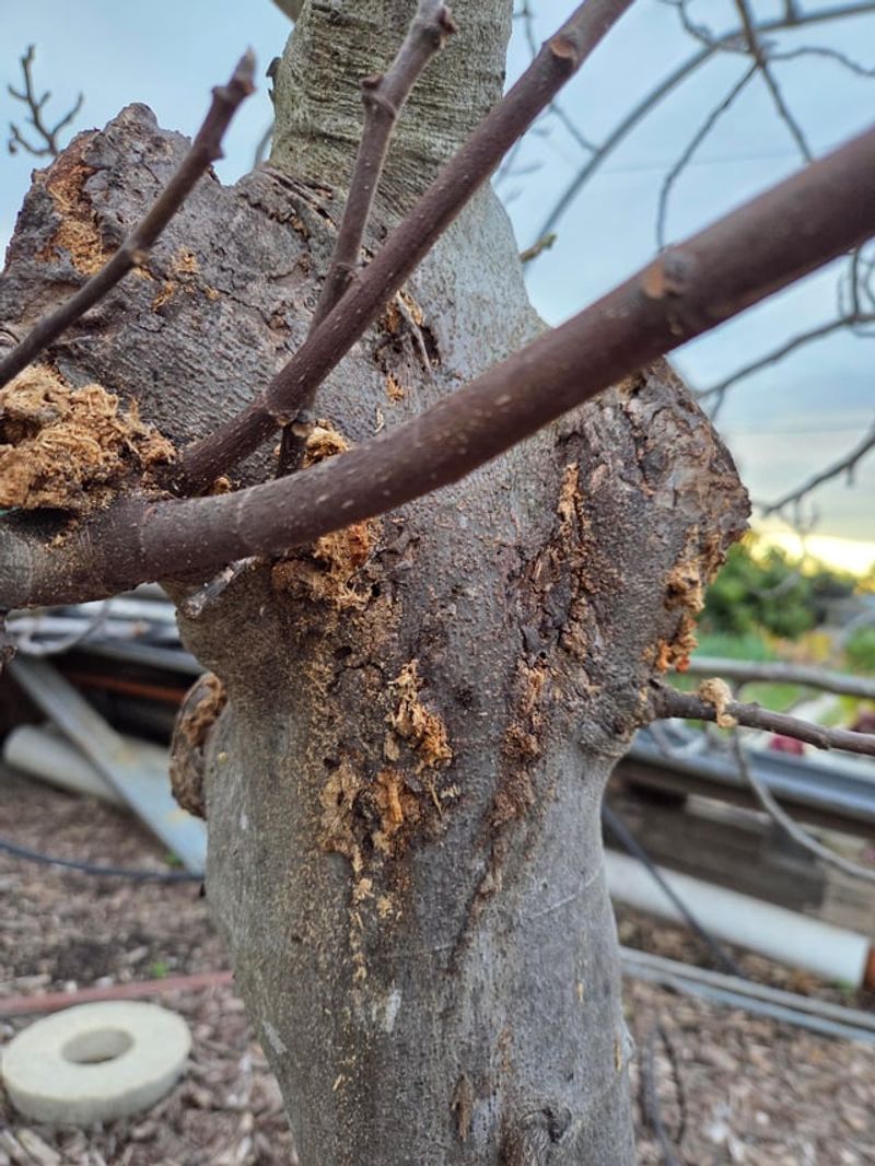 Deters Boring Insects From Infesting The Trunk