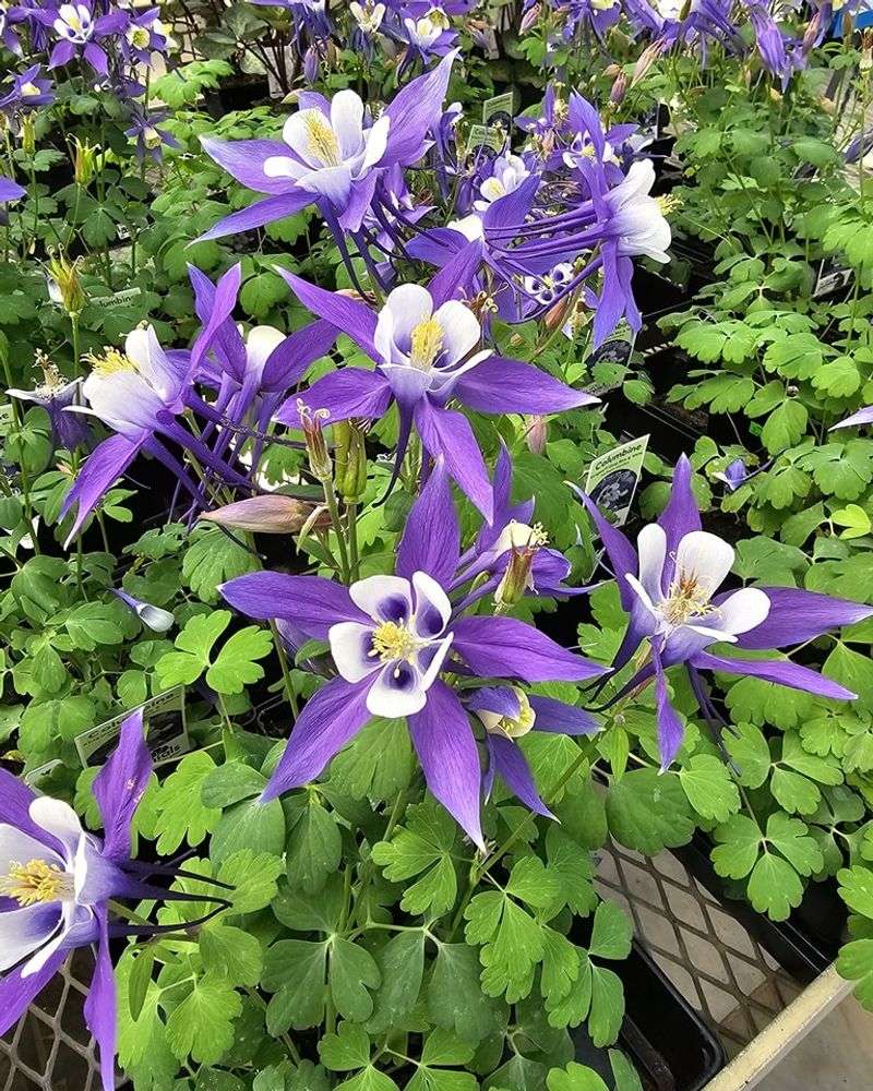 Columbine Adds Whimsical Spring Charm To Cool Weather Gardens