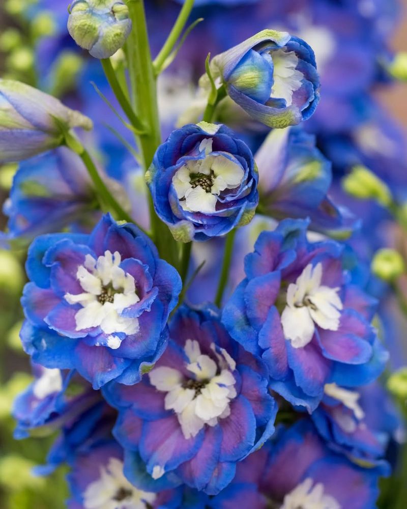 The Tall Blue Blooms Everyone Is Talking About