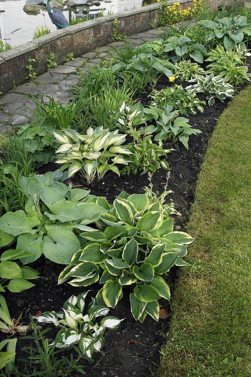 Garden Layout Mistakes That Invite Slugs In