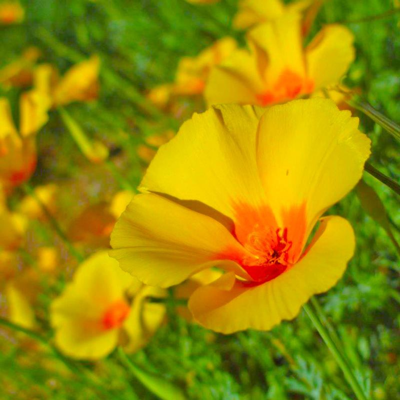 Mexican Gold Poppy