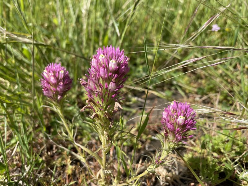 Purple Owl's Clover