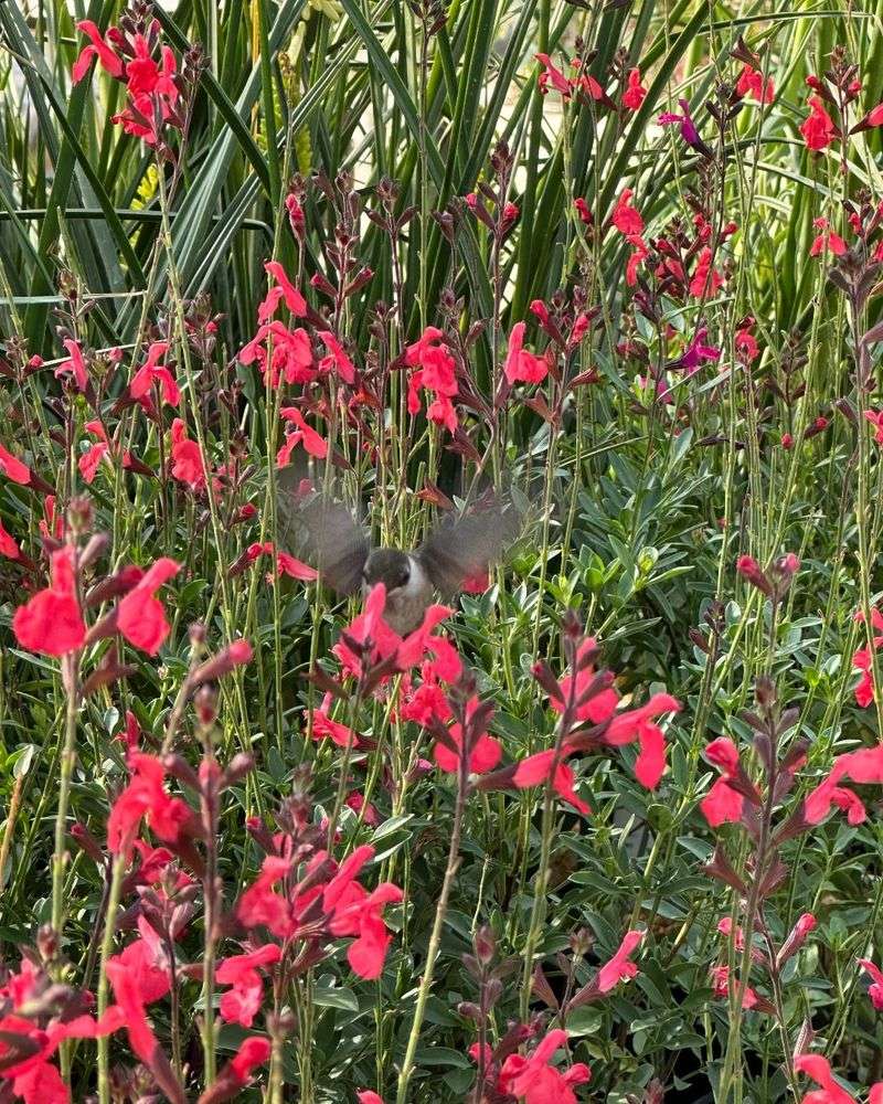 Autumn Sage (Salvia Greggii)