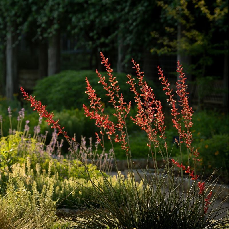 Red Yucca For Drought-Tolerant Flower Spikes