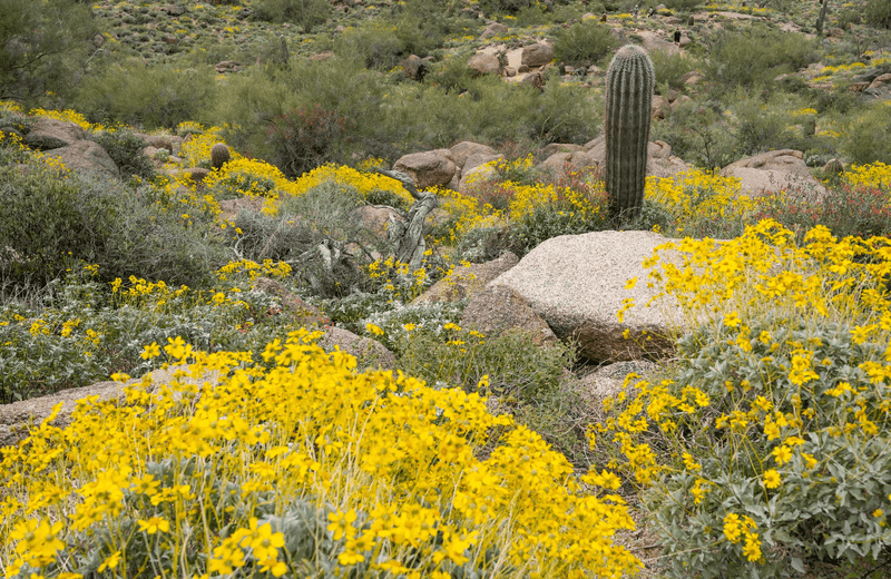 Brittlebush