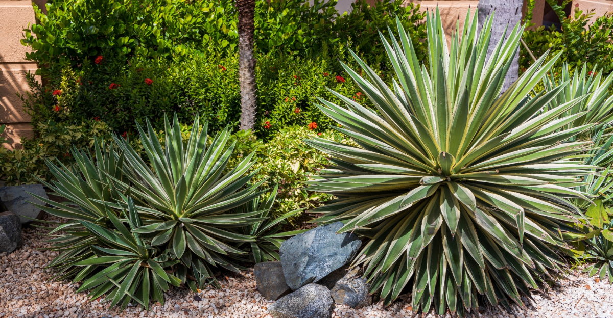 backyard plants (featured image)