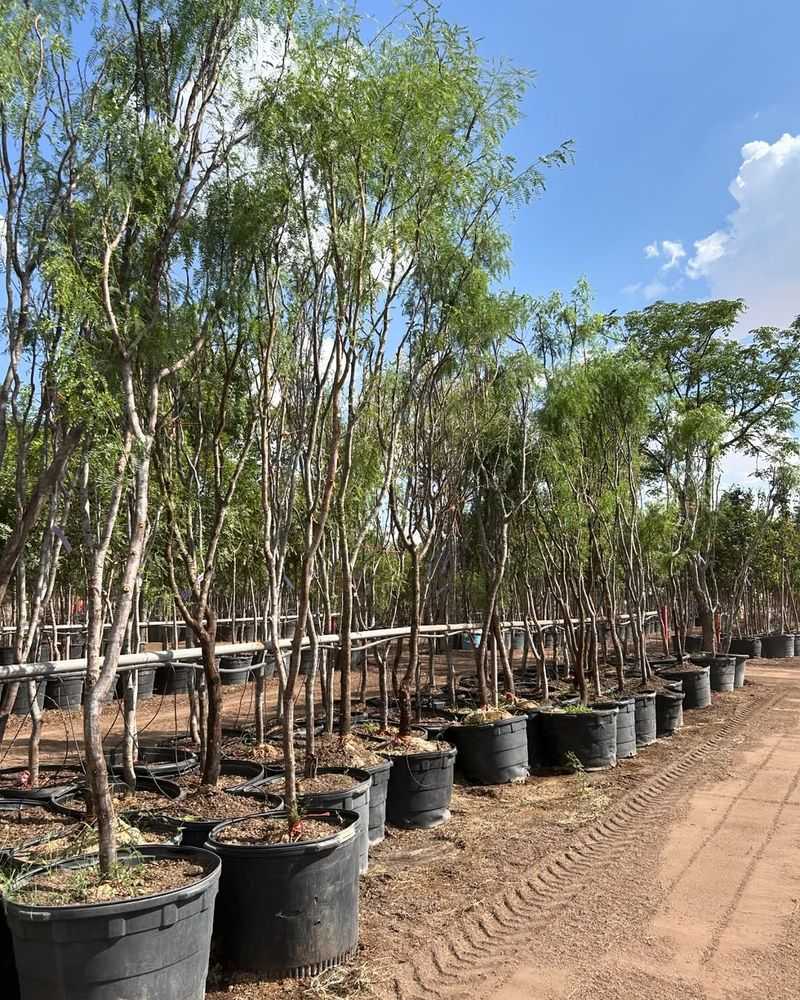 Thornless Mesquite Varieties