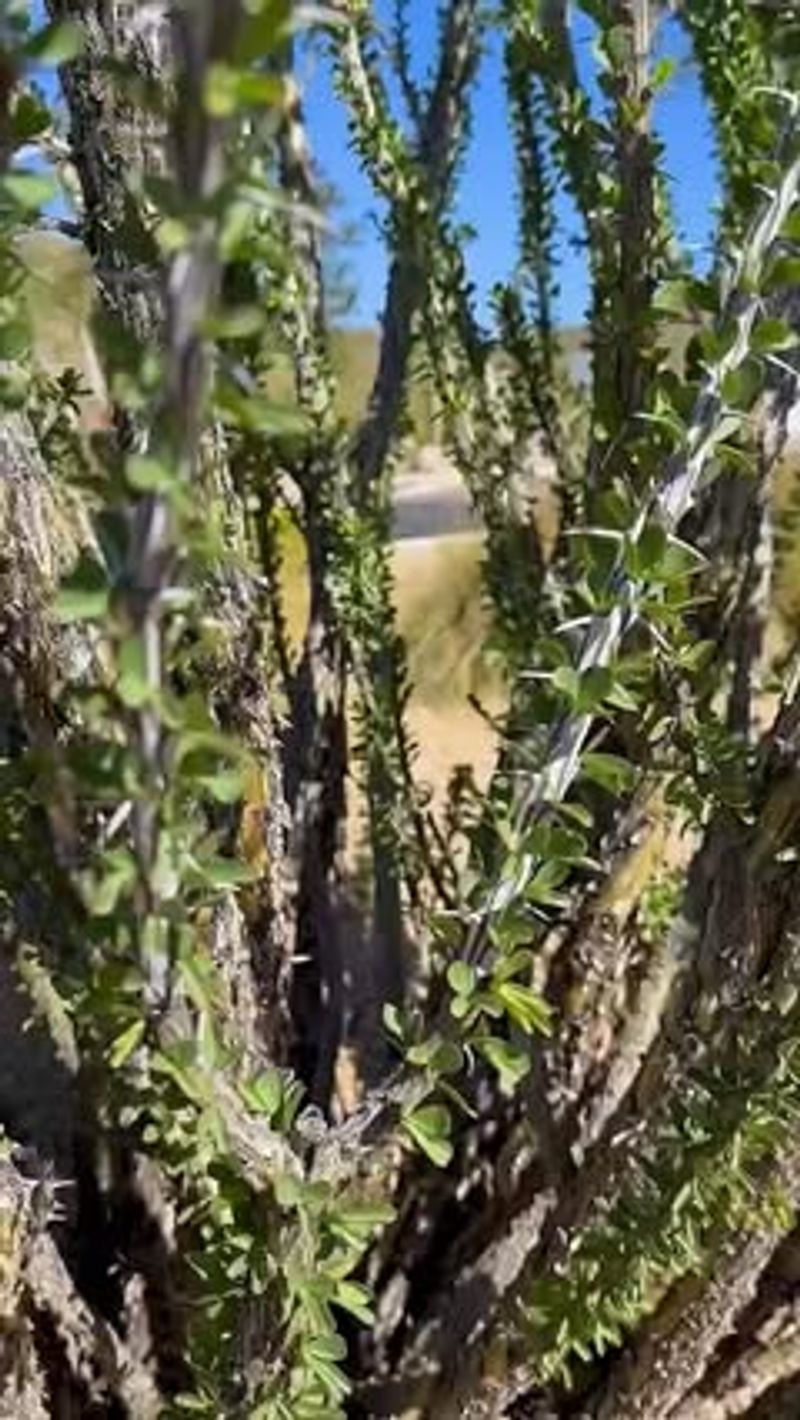 Not All Ocotillo Bloom At The Same Time