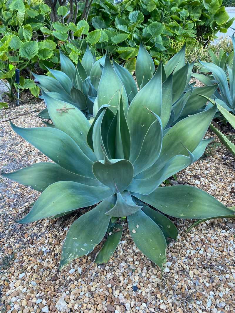 Foxtail Agave