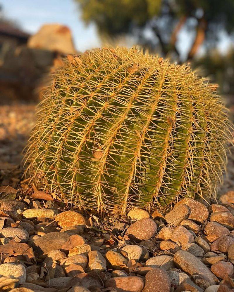 Golden Barrel Cactus