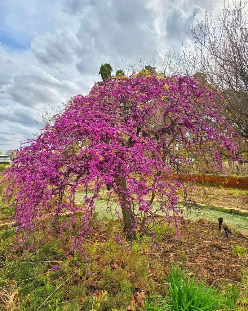 Texas Redbud