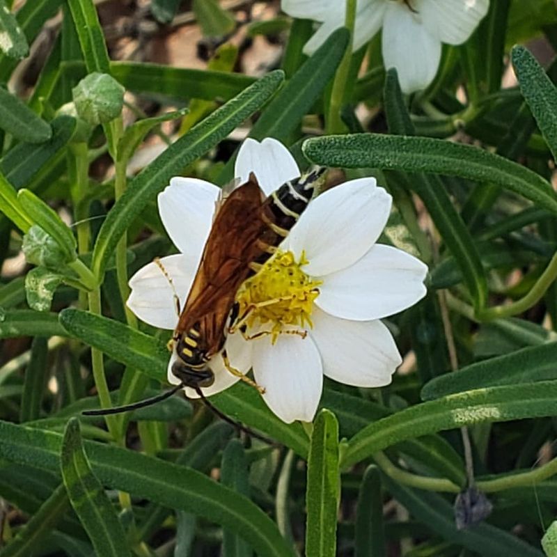Blackfoot Daisy (Melampodium Leucanthum)