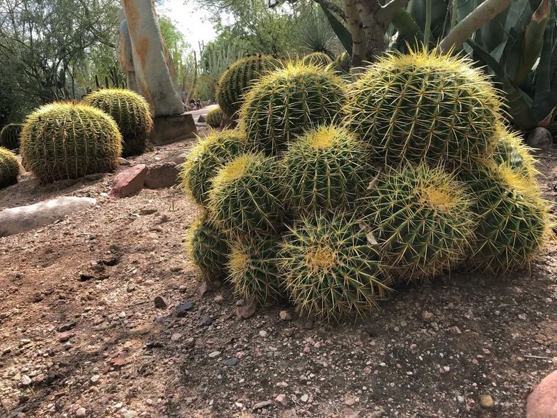 Golden Barrel Cactus