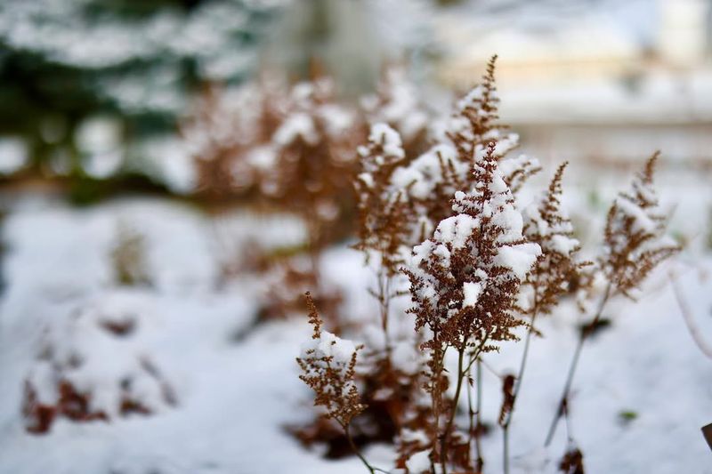 Freeze-Thaw Cycles Heaving Plants Out Of The Ground